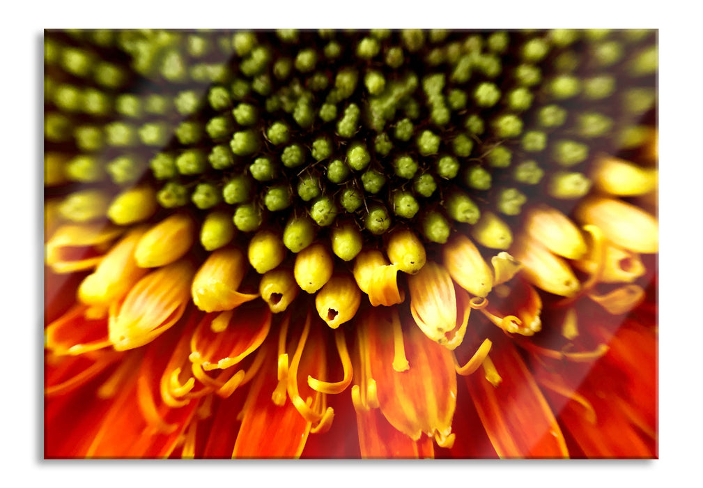 Pixxprint Nahaufnahme einer Gerbera, Glasbild