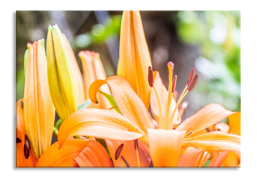 Pixxprint schöne orangene Lilien, Glasbild