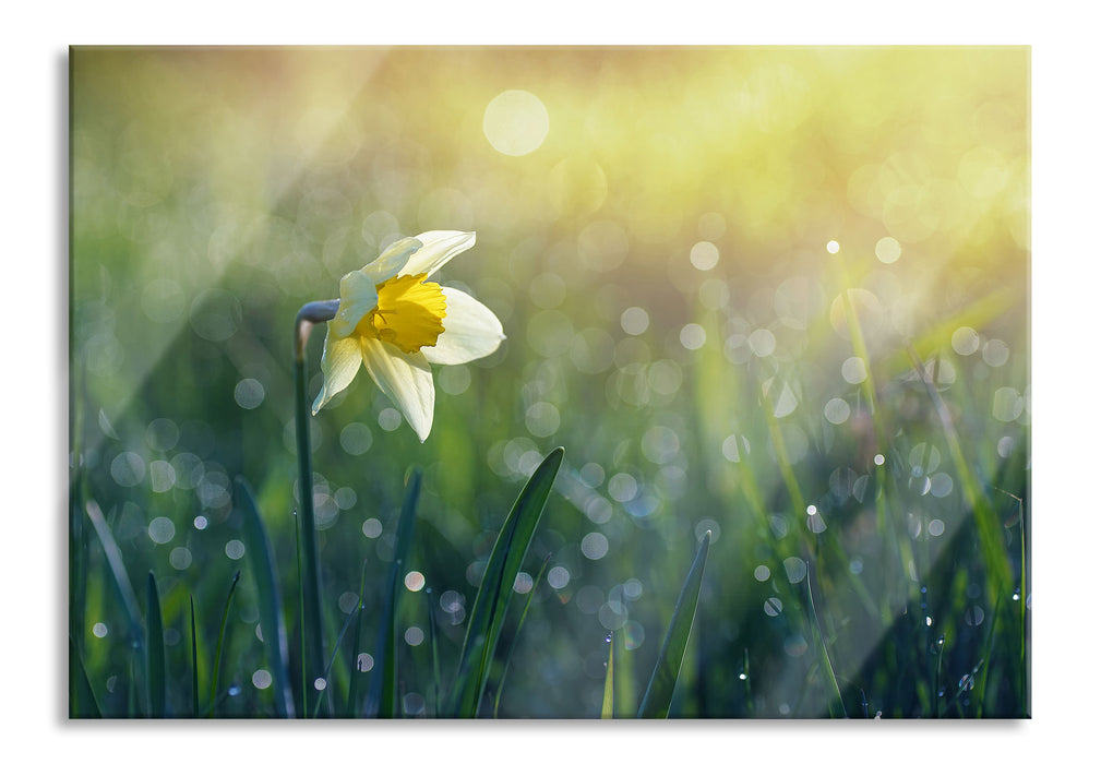 Pixxprint Narzissenblume in der Morgensonne, Glasbild