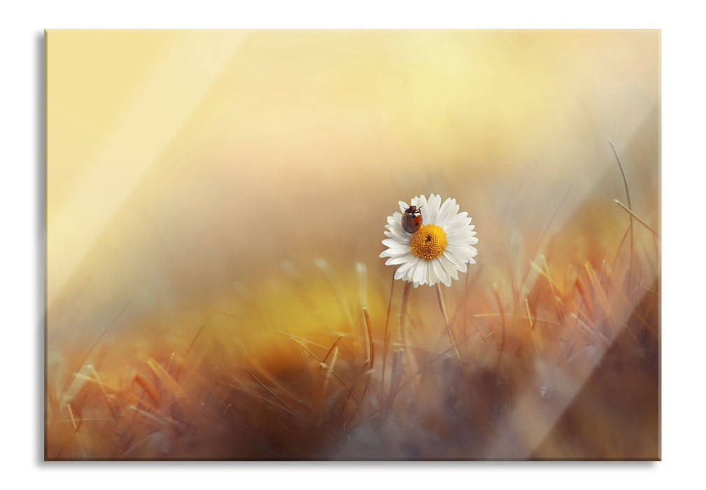 Pixxprint Gänseblümchen mit Marienkäfer, Glasbild