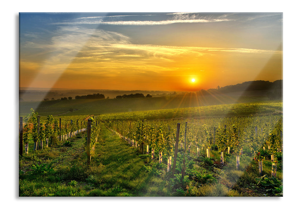 Pixxprint Weinberg in Bergerac Frankreich, Glasbild