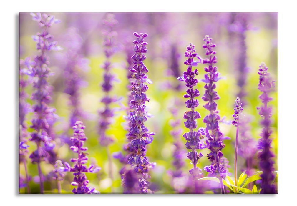 Pixxprint schöne violette Lavendelblüten, Glasbild