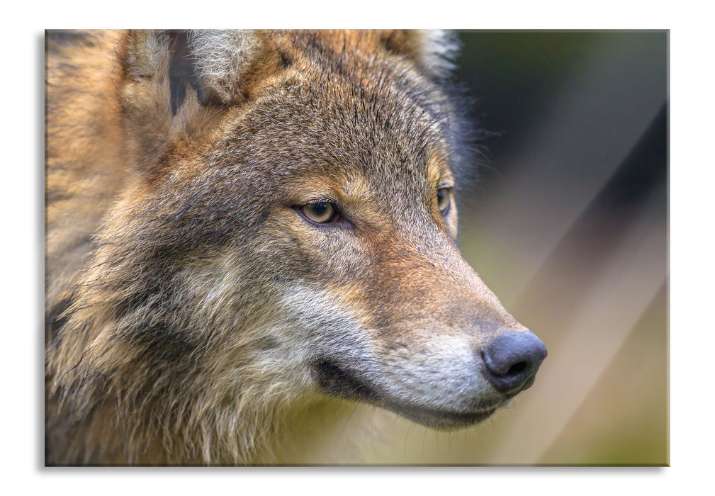 Pixxprint Porträt des europäischen Wolfes, Glasbild