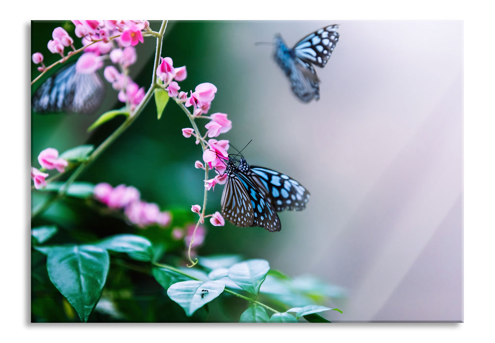 Pixxprint Schmetterlinge auf rosa Blumen, Glasbild