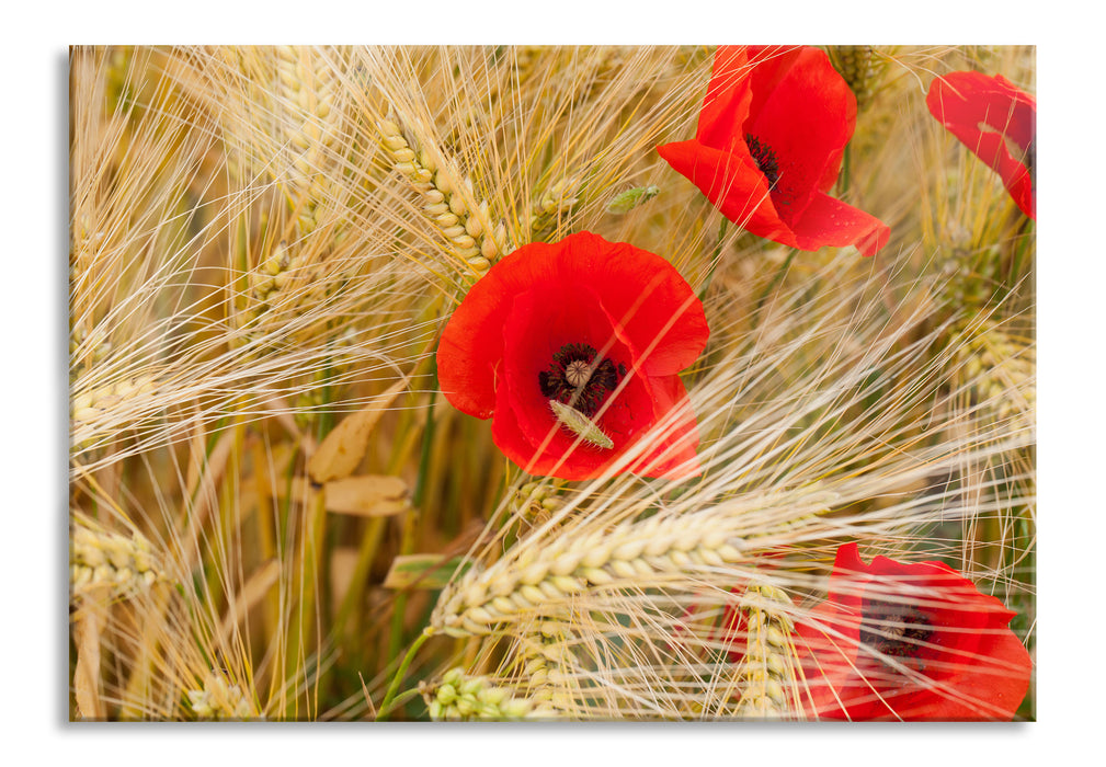 Pixxprint Mohnblumen auf dem Mais-Feld, Glasbild