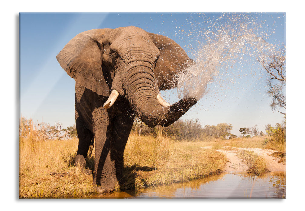 Pixxprint schöner Elefant spritzt mit Wasser, Glasbild