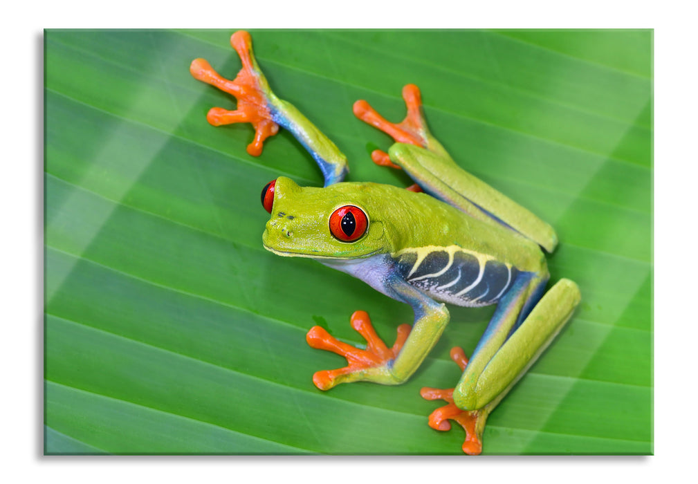 Pixxprint kleiner grüner Frosch auf Blatt, Glasbild