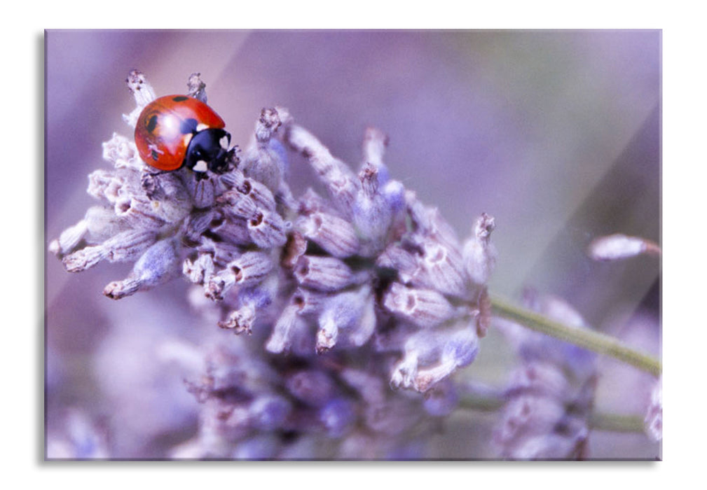 Pixxprint kleiner Marienkäfer auf Lavendel, Glasbild