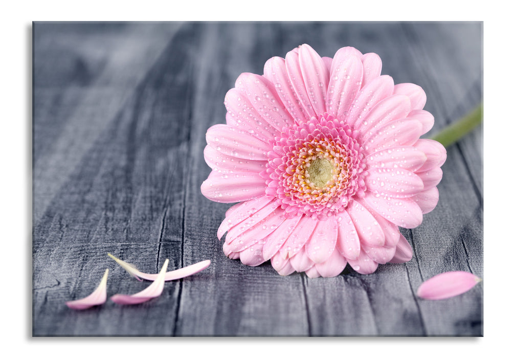 Pixxprint pinke Gerbera auf rustikalem Boden, Glasbild