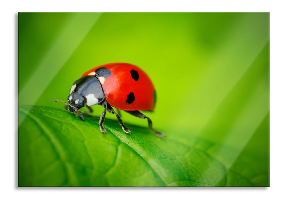 Pixxprint Marienkäfer auf Blatt, Glasbild