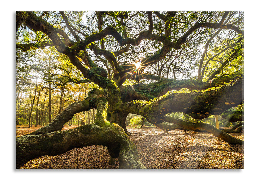 Pixxprint gigantisch verzweigter Baum, Glasbild