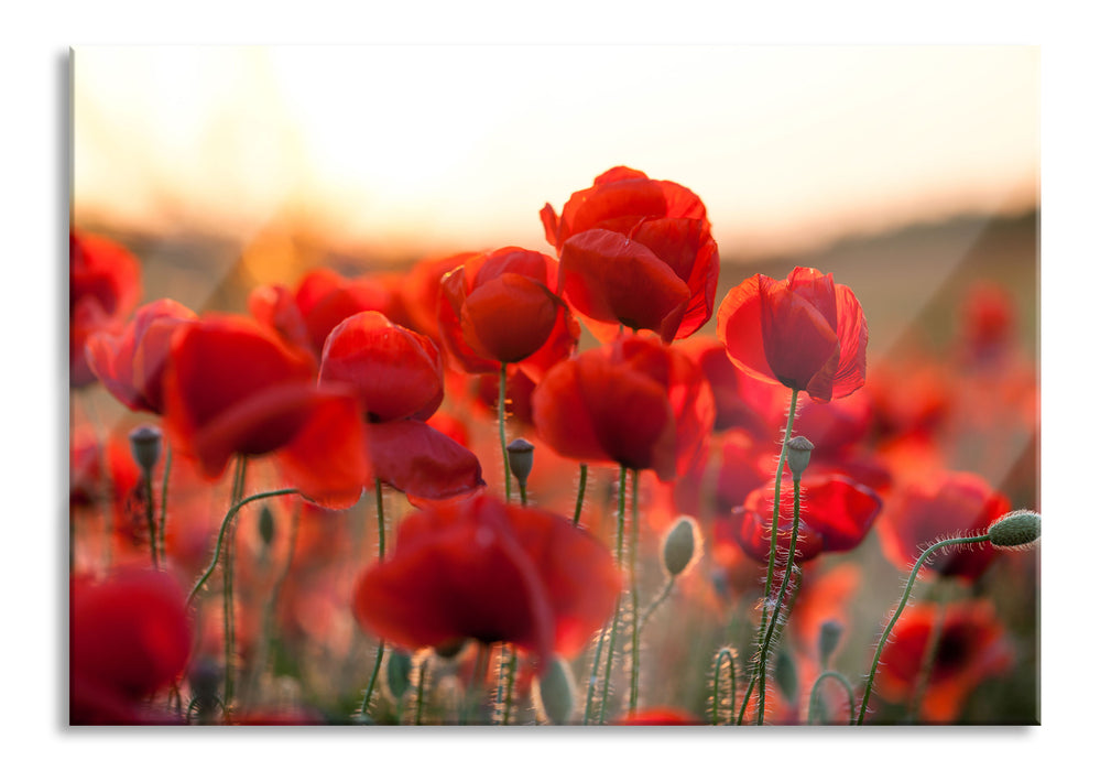 Pixxprint Feuriger Mohn, Glasbild