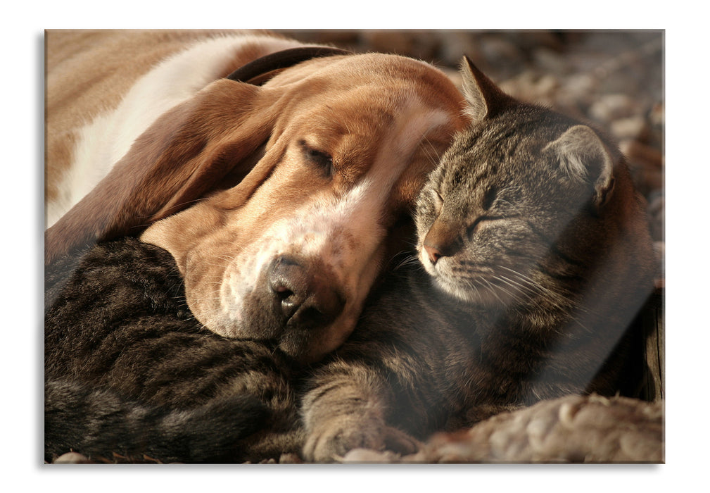 Pixxprint Katze und Hund kuschelnd, Glasbild