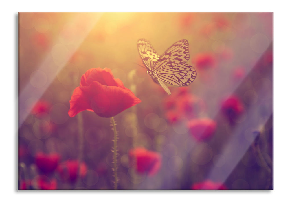 Pixxprint Mohn und Schmetterling, Glasbild