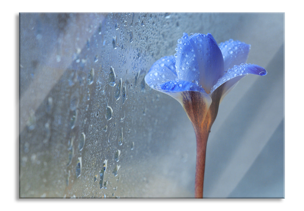 Pixxprint Frühlingsblume mit Tau, Glasbild