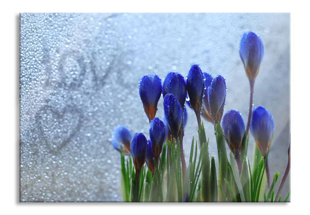 Pixxprint Frühlingsblumen Tropfen, Glasbild