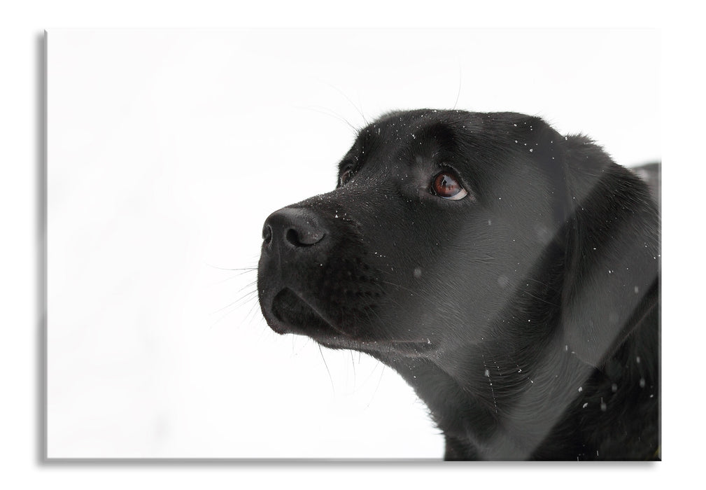 Pixxprint Schwarzer Labrador im Schnee, Glasbild