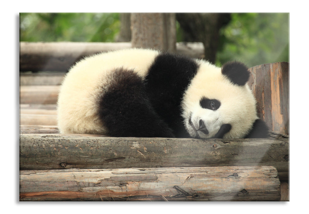 Pixxprint süßer kleiner Pandabär, Glasbild