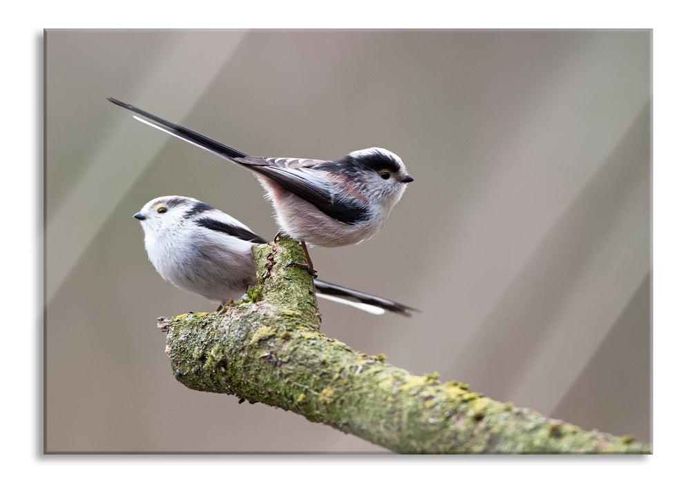 Pixxprint zwei Schwanzmeisen auf einem Ast, Glasbild
