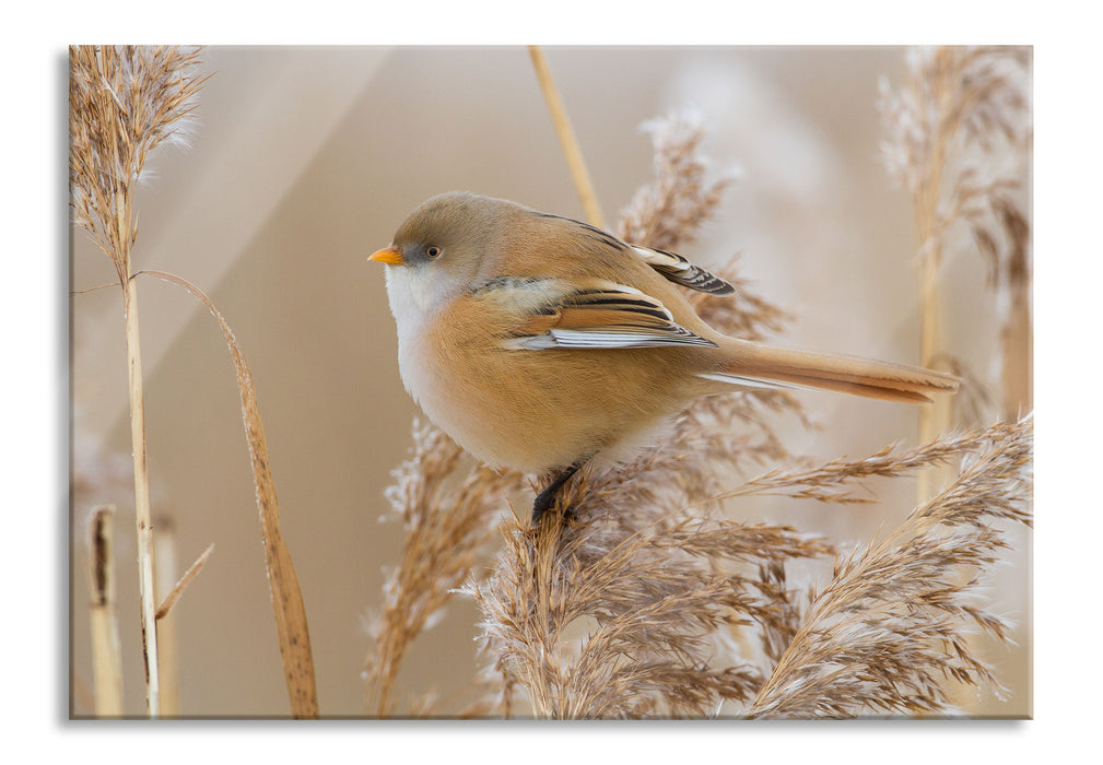 Pixxprint kleiner Vogel auf Weizen, Glasbild