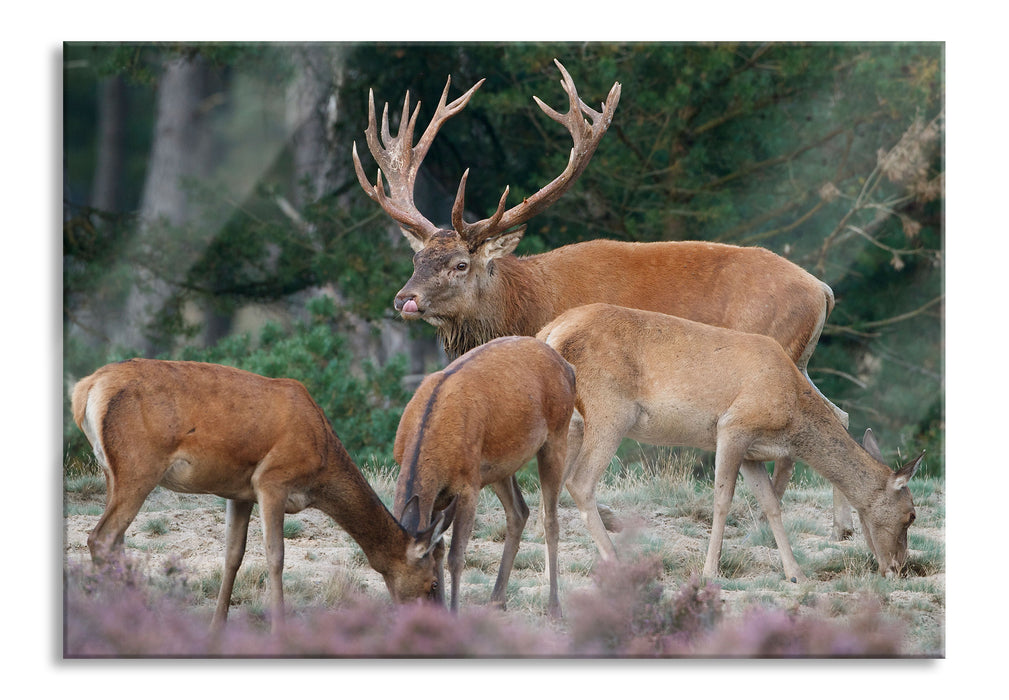 Pixxprint Hirschfamilie auf Waldlichtung, Glasbild