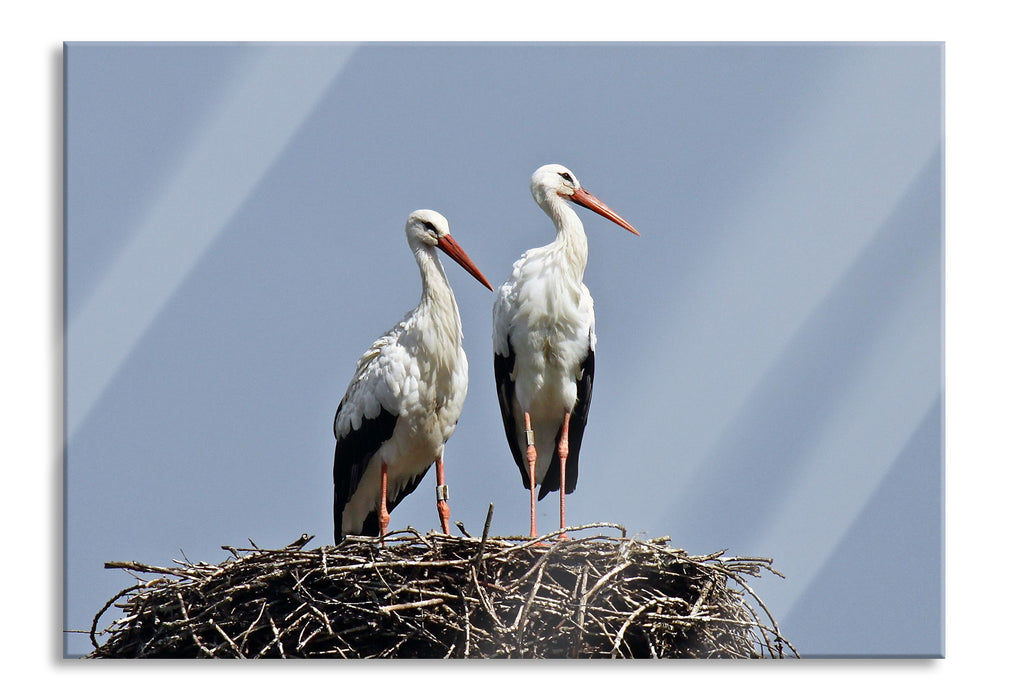 Pixxprint zwei stolze Störche im Nest, Glasbild