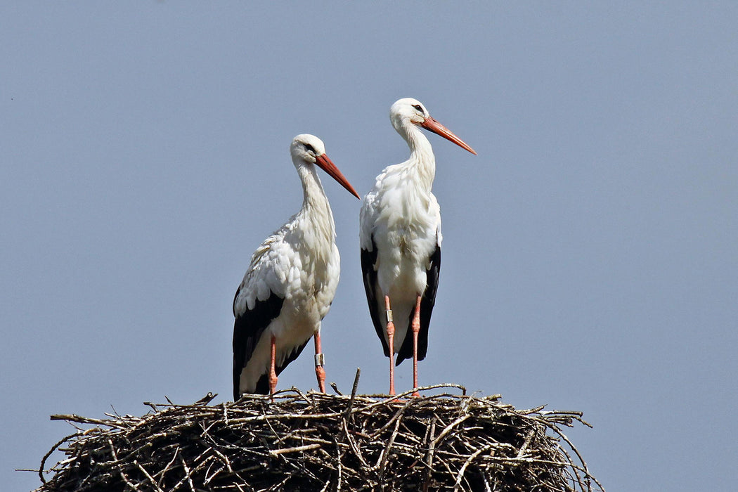 zwei stolze Störche im Nest, Glasbild