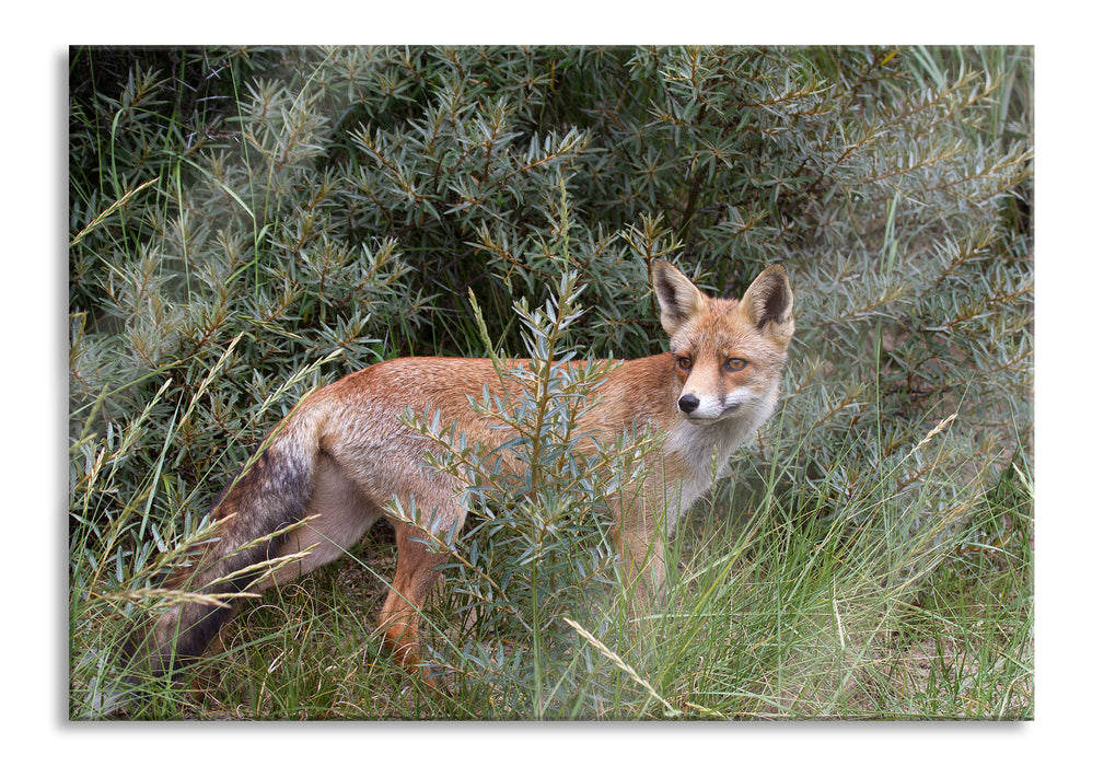 Pixxprint Fuchs im Wildstrauch, Glasbild