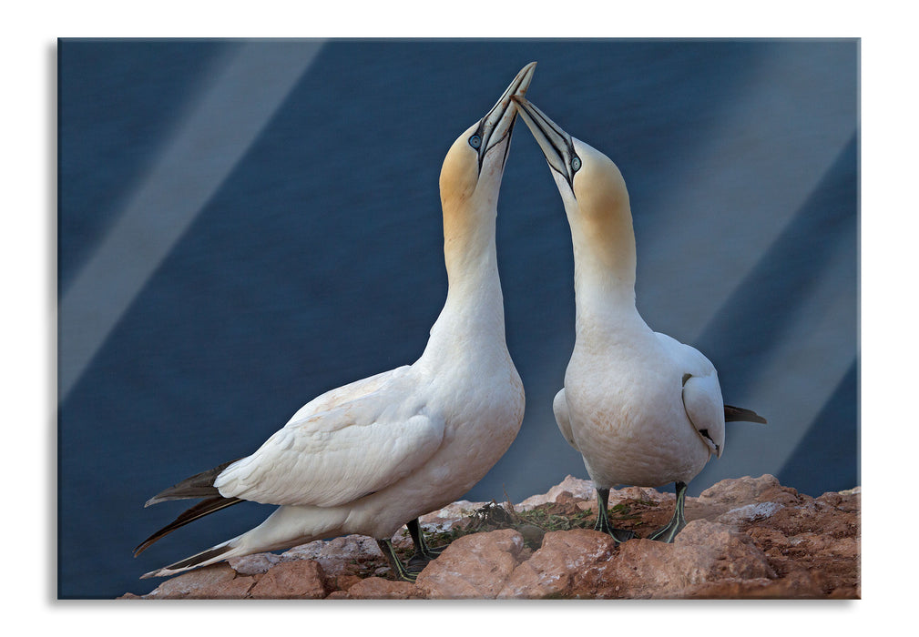 Pixxprint außergewöhnliche Vögel am Meer, Glasbild