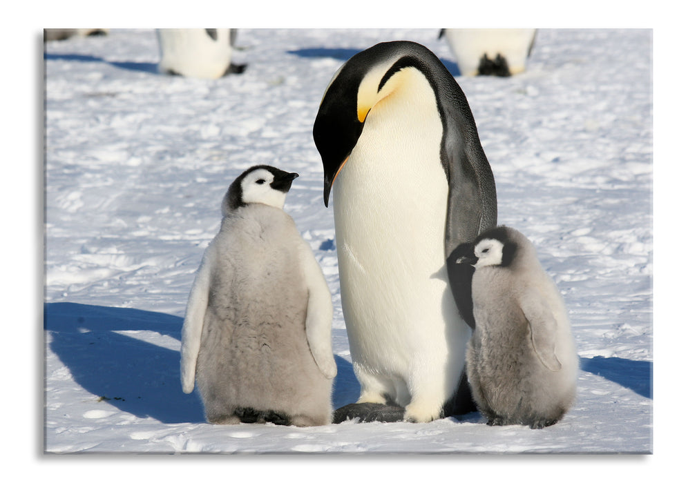 Pixxprint Kaiserpinguin mit Küken, Glasbild