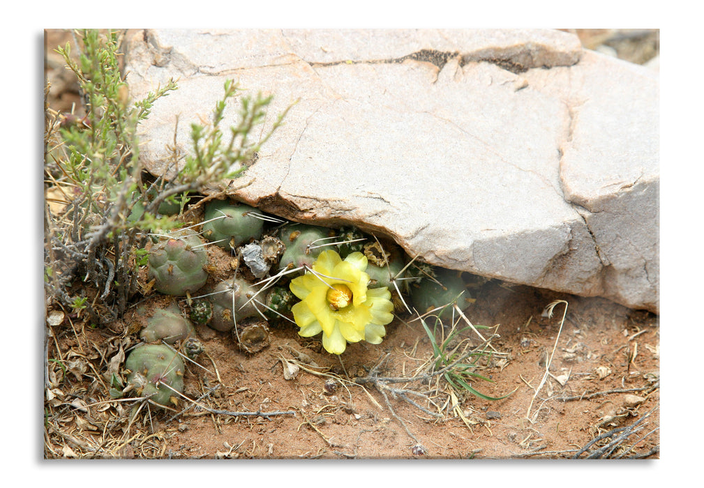 Pixxprint Kakteen mit gelber Blüte, Glasbild