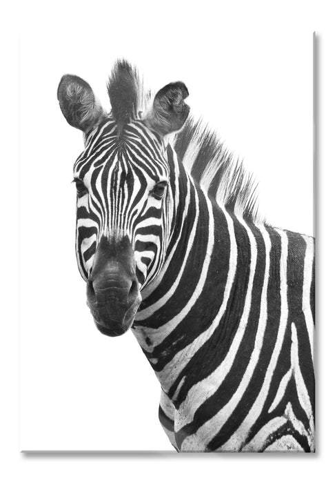 Pixxprint Zebra im Portrait, Glasbild