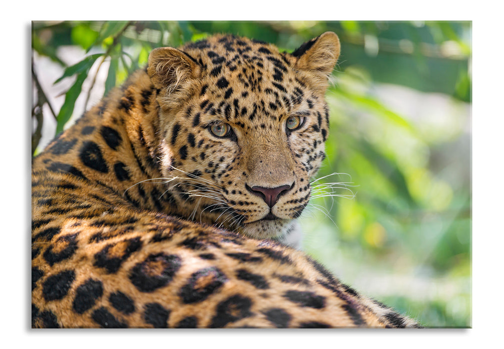 Pixxprint aufmerksamer Leopard im Schatten, Glasbild