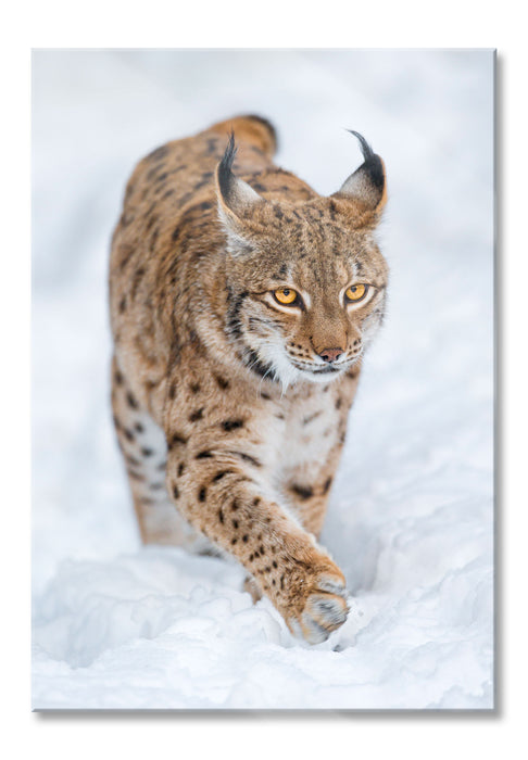 Pixxprint Luchs im Schnee, Glasbild