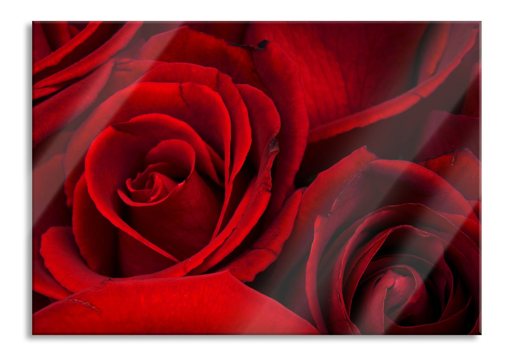 Pixxprint rote Rosen, Glasbild