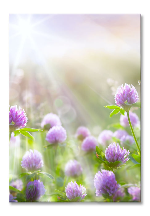 Pixxprint Kleeblüten im Sonnenschein, Glasbild