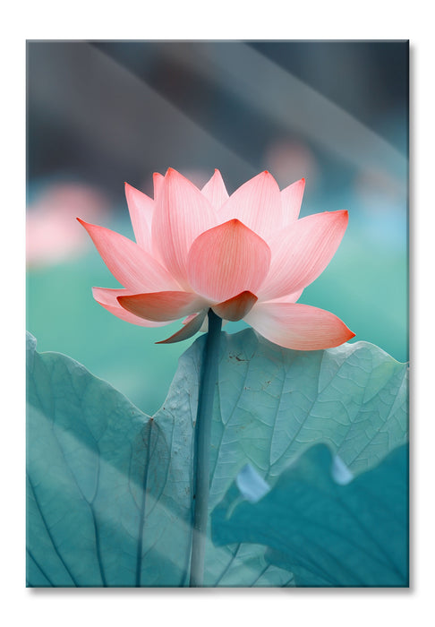 Pixxprint Zarte rosafarbener Lotus, Glasbild