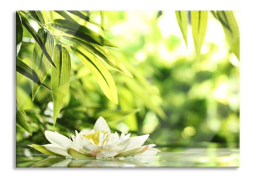 Weiße Seerose im Wasser Wellness, Glasbild