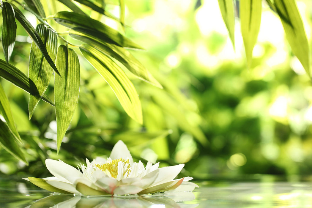 Weiße Seerose im Wasser Wellness, Glasbild