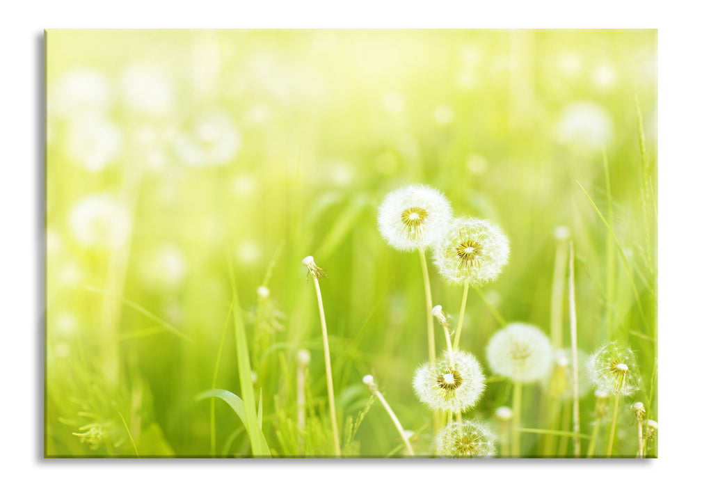 Pixxprint Pusteblumen auf Frühlingswiese, Glasbild