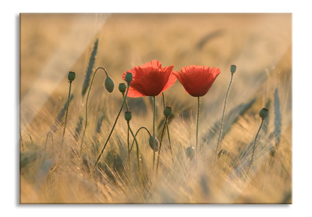 Zwei schöne Mohnblumen, Glasbild