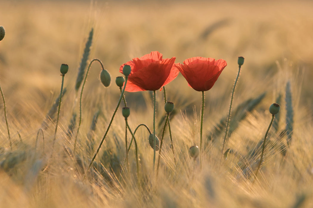 Zwei schöne Mohnblumen, Glasbild