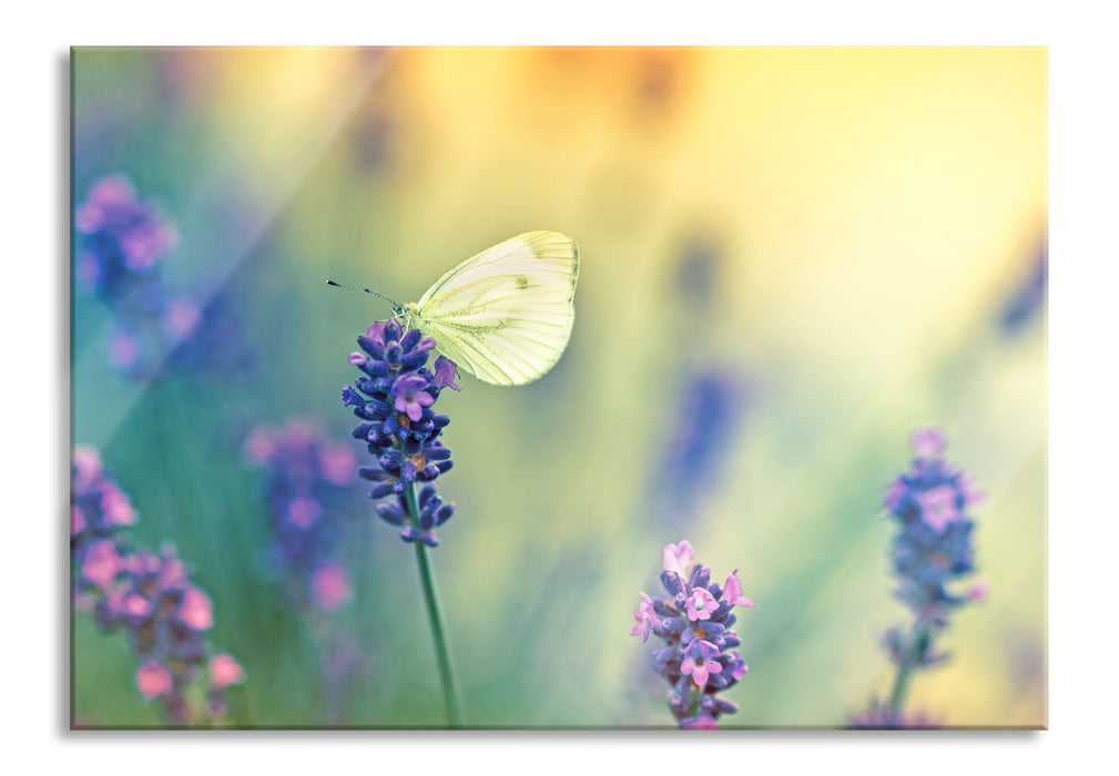 Pixxprint Schmetterling auf Lavendel, Glasbild