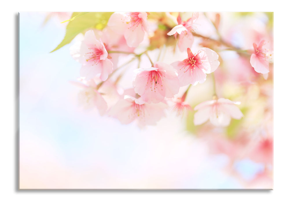 Kirschblüten an Baum, Glasbild