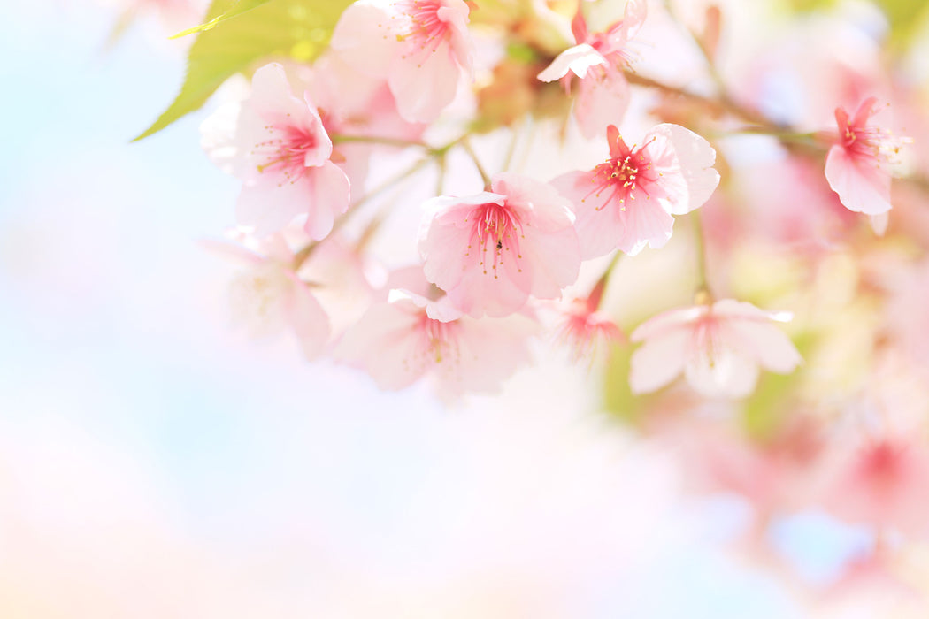 Kirschblüten an Baum, Glasbild