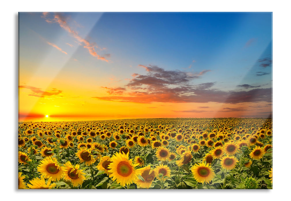 Pixxprint Sonnenuntergang Sonnenblumen, Glasbild