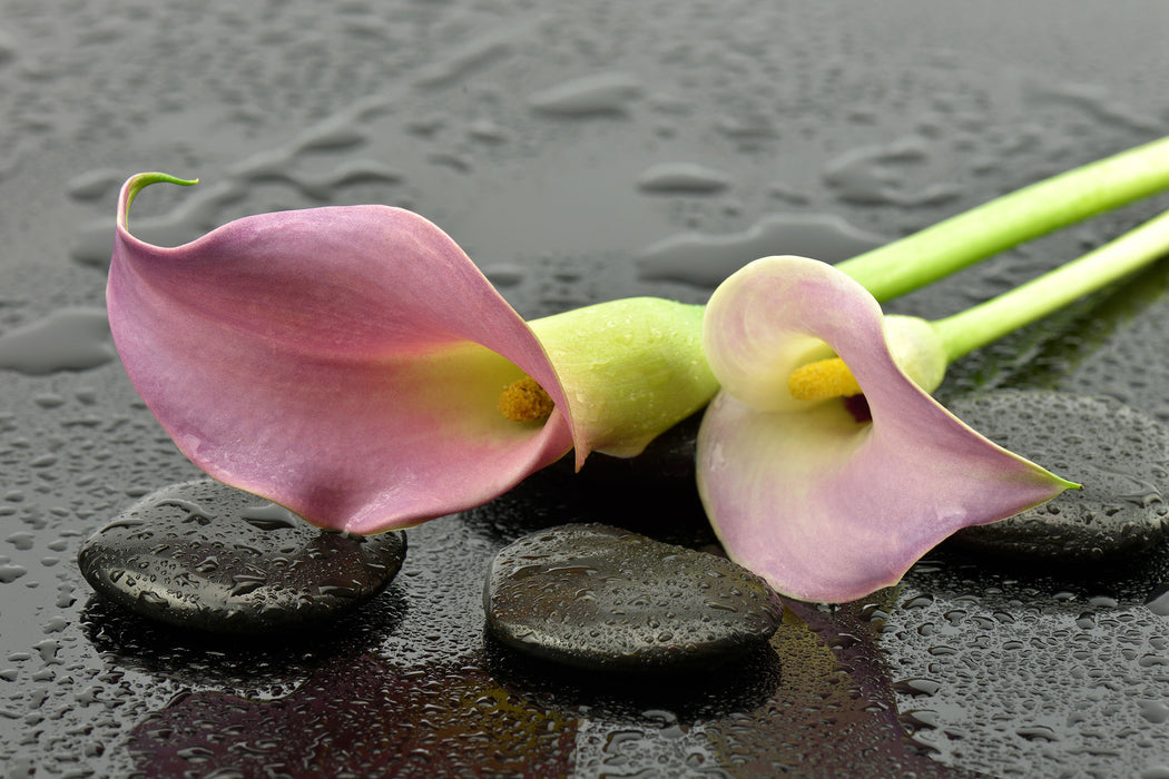 Rosa Callas im Regen, Glasbild