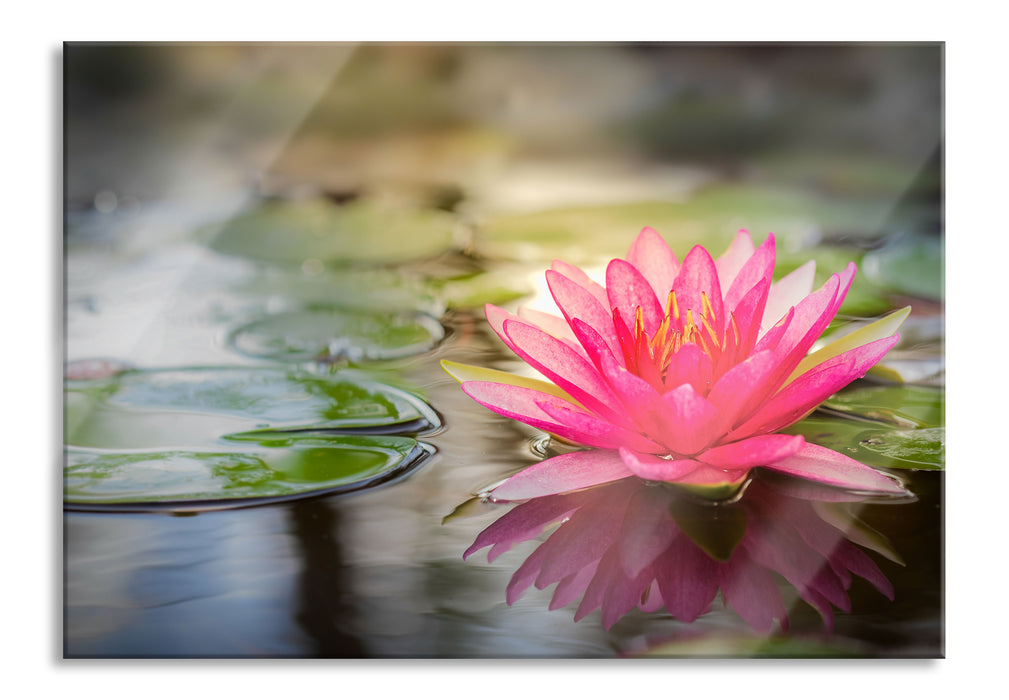 Anmutige Seerose mit Blättern, Glasbild