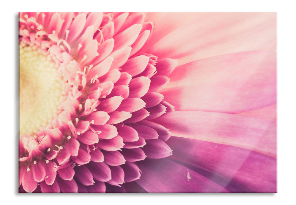 Pixxprint Wunderschöne Gerbera Blüte, Glasbild