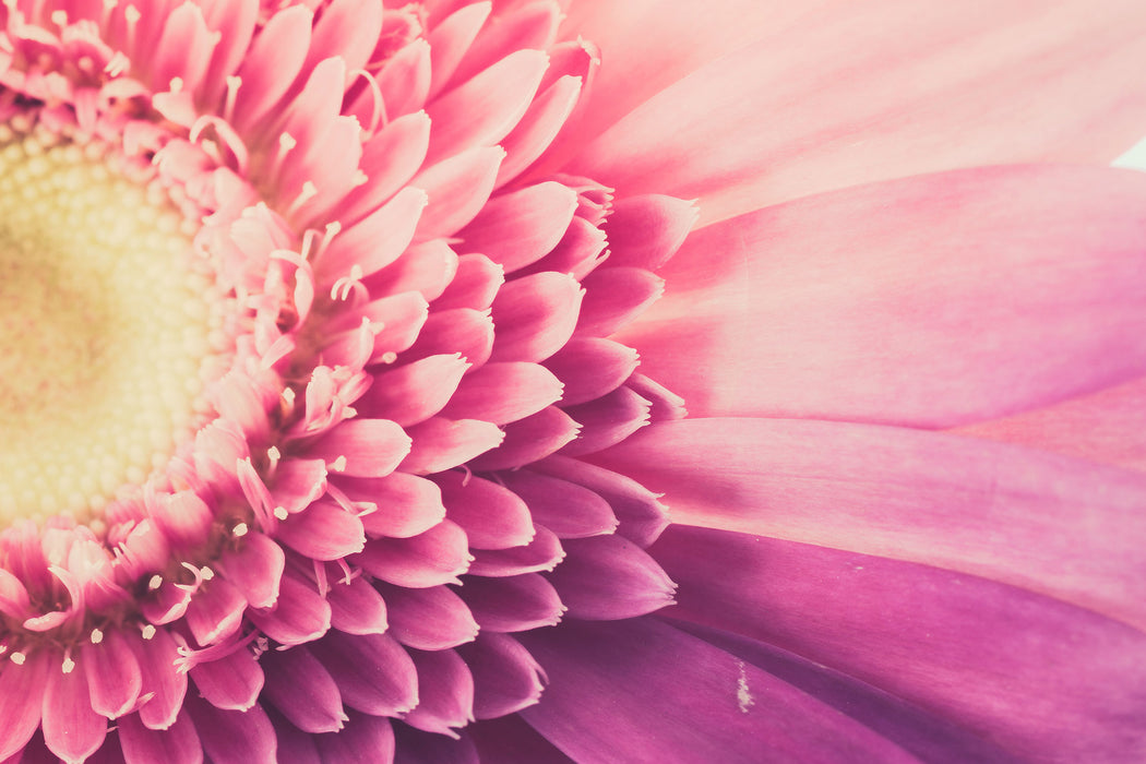 Wunderschöne Gerbera Blüte, Glasbild